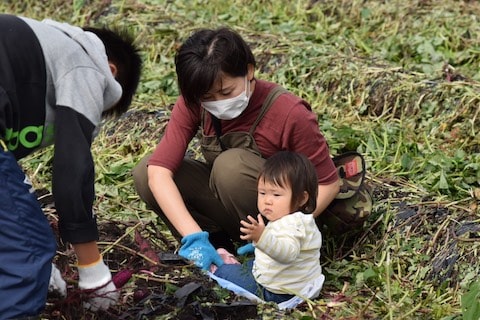 芋ほりを楽しむ親子